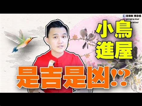 雀鳥飛入屋|【家裡出現鳥】家裡鳥進來有什麼好兆頭？自來鳥寓意大公開！